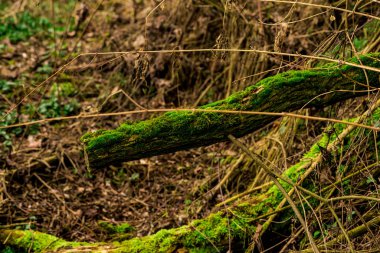 Kırık ağaç yosun kaplı