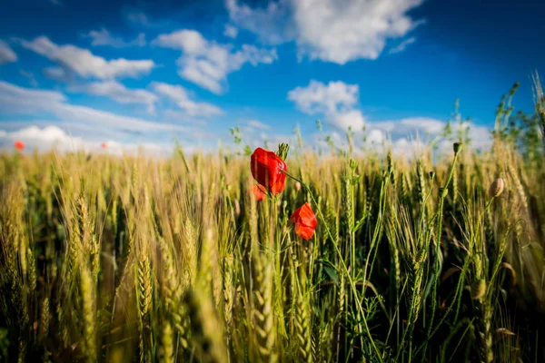 Campo Amapolas Con Hierba Verde Campo Prado Cielo Azul —  Fotos de Stock