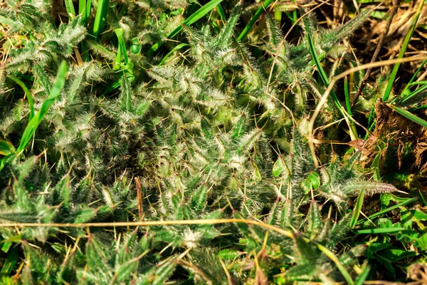Fluffy Young Green Plants Ground — Stock Photo, Image