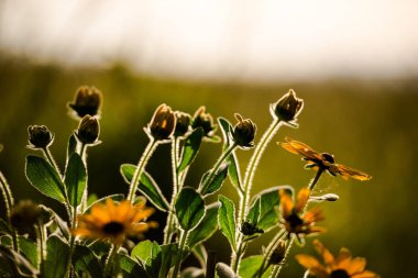 Kır çiçekleri ormandaki ayrıntı görünümü.