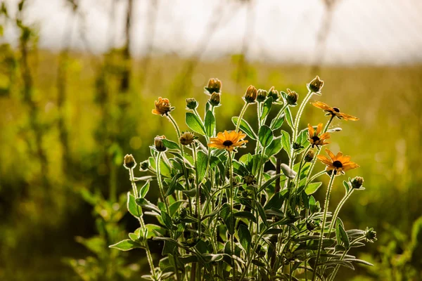 Detailansicht Von Wildblumen Wald — Stockfoto