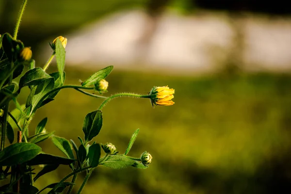 Detailansicht Von Wildblumen Wald — Stockfoto