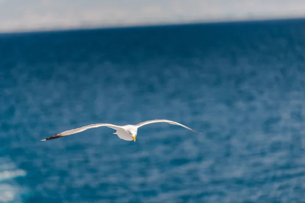Άσπρο Γλάρο Πετώντας Πάνω Από Την Γαλάζια Θάλασσα Κυματισμένη Καθορισμός — Φωτογραφία Αρχείου