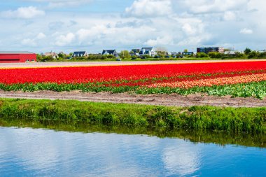 Güzel çiçek açan laleler alan