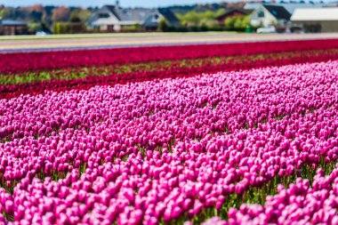 Güzel çiçek açan laleler alan