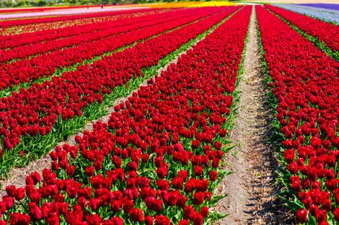 kırmızı lale çiçek alan, Keukenhof Bahçe Avrupa'nın büyüyen