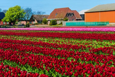 kırmızı lale çiçek alan, Keukenhof Bahçe Avrupa'nın büyüyen