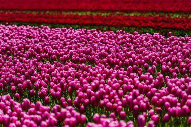 tarlada taze bahar lale çiçekler büyüyen pembe 