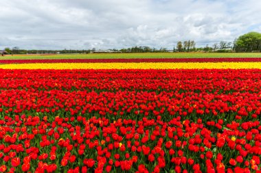 Güzel çiçek açan laleler alan