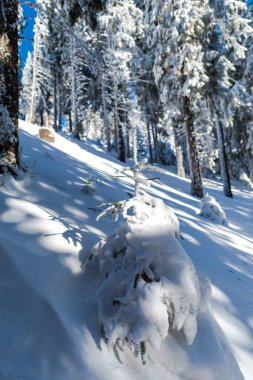 Muhteşem kış manzara görünümü