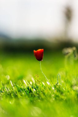 çiçek açan ihale çiçekleri, doğal arka plan