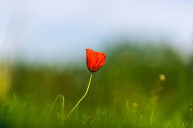 Bulanık yeşil alan arka plan üzerinde tek kırmızı haşhaş çiçek