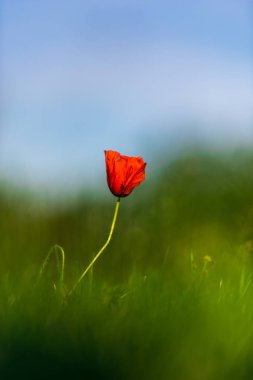 Bulanık yeşil alan arka plan üzerinde tek kırmızı haşhaş çiçek