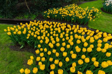 Güzel çiçek açan laleler alan