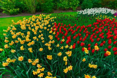 Güzel çiçek açan laleler alan