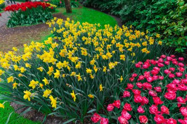 Güzel çiçek açan laleler alan