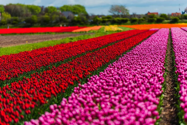 Mooie Bloeiende Tulpen Veld — Stockfoto