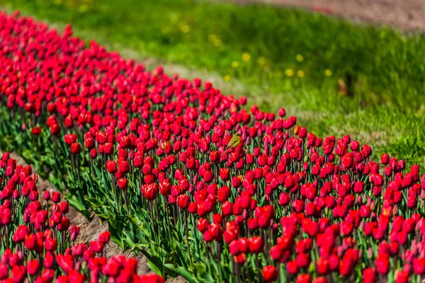 Vackra Blommande Tulpaner Fält — Stockfoto