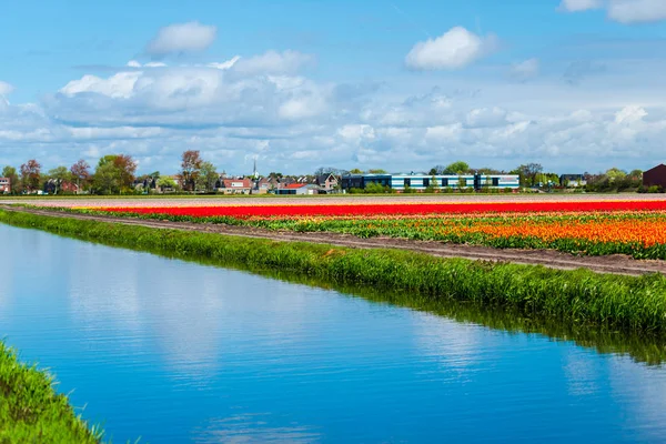 Vackra Blommande Tulpaner Fält — Stockfoto