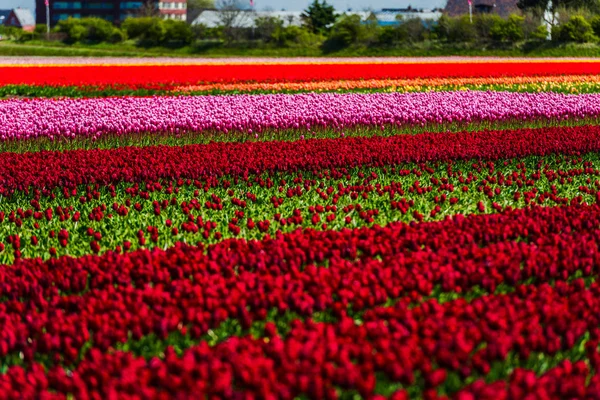 Wachsen Rote Tulpen Blumen Feld Keukenhof Garten Von Europa — Stockfoto