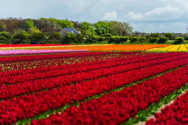kırmızı lale çiçek alan, Keukenhof Bahçe Avrupa'nın büyüyen