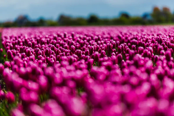 Rosa Crescente Fresco Primavera Tulipas Flores Campo — Fotografia de Stock