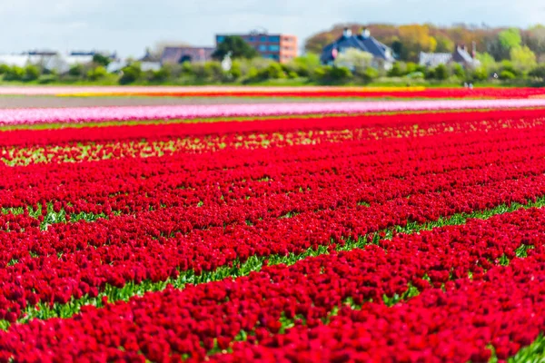Pěstování Červené Tulipány Květiny Pole Keukenhof Zahrady Evropy — Stock fotografie