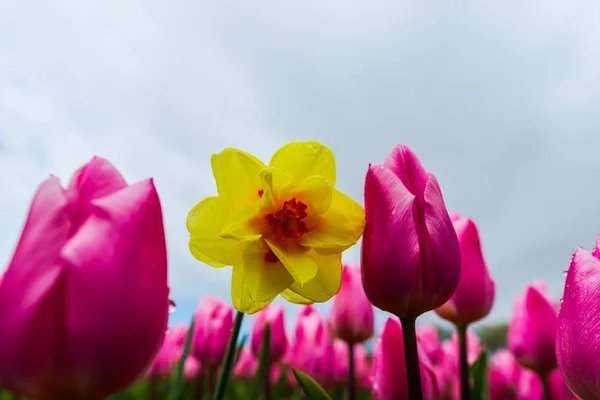 Розовые Цветы Тюльпанов Поле Желтый Narcissus Poeticus — стоковое фото