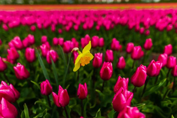 Tulipani Rosa Fiori Campo Giallo Narciso Poeticus — Foto Stock