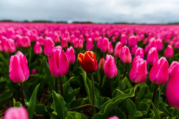 Krásné Rozkvetlé Tulipány Pole — Stock fotografie
