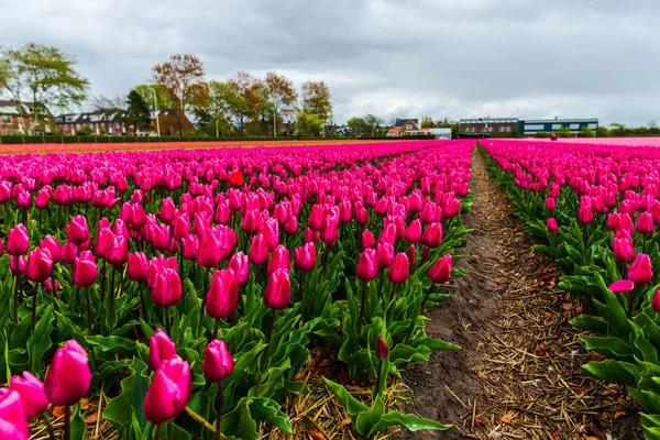 Bellissimo Campo Tulipani Fiore — Foto Stock