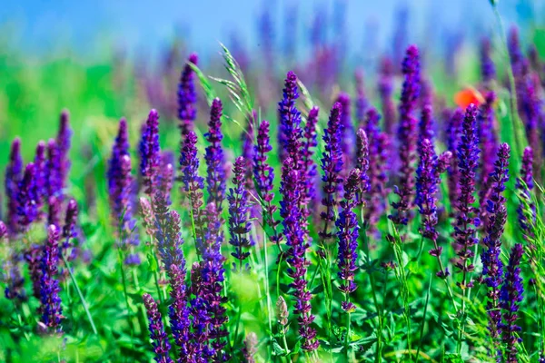 Parlak çiçekler, doğal arka plan alanıyla.