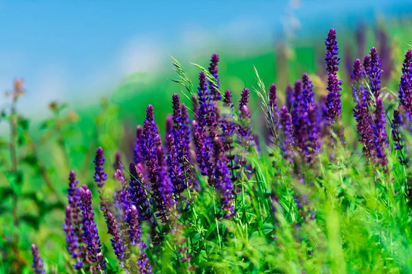 Parlak çiçekler, doğal arka plan alanıyla.