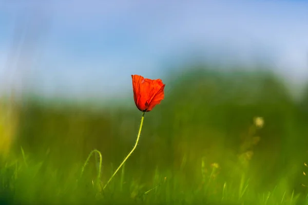 Одиночна Червона Макова Квітка Розмитому Зеленому Фоні — стокове фото