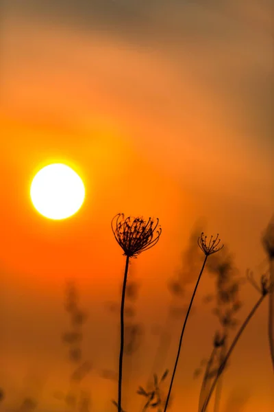 Increíble Puesta Sol Naturaleza — Foto de Stock