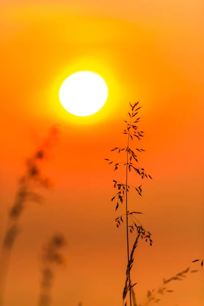 Increíble Puesta Sol Naturaleza —  Fotos de Stock