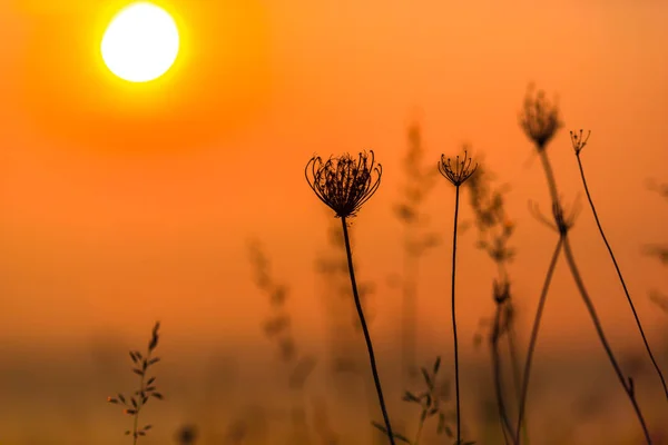 Increíble Puesta Sol Naturaleza — Foto de Stock