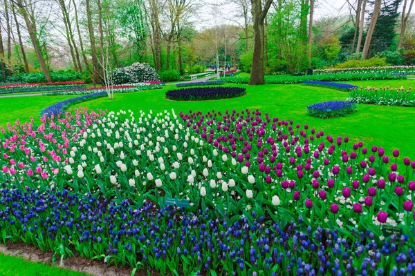 Güzel çiçek açan laleler alan