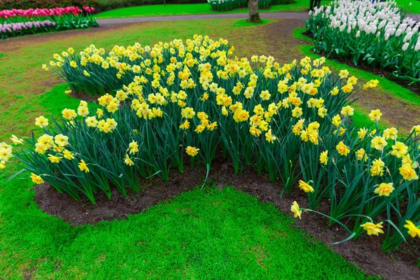 Güzel çiçek açan laleler alan