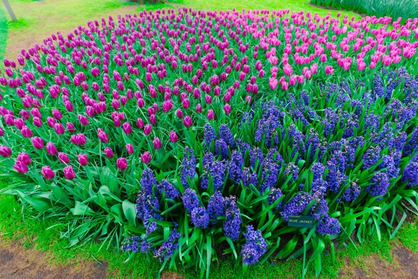 Beautiful Blooming Tulips Field — Stock Photo, Image