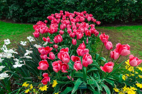 Güzel çiçek açan laleler alan