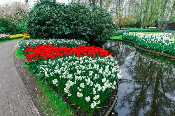 Schön Blühendes Tulpenfeld — Stockfoto