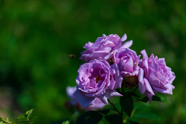 Jardin Aux Roses Vives Fond Naturel — Photo