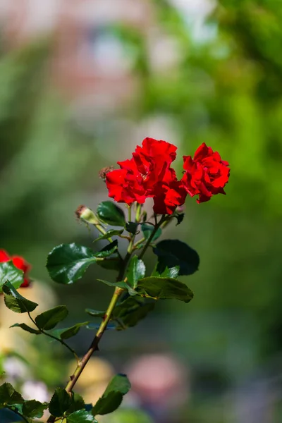 Ogród Jasny Róż Naturalnego Tła — Zdjęcie stockowe