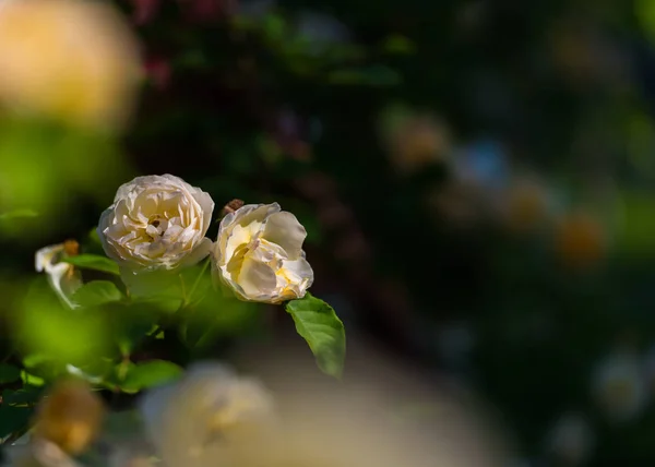 Сад Яркими Розами Естественный Фон — стоковое фото