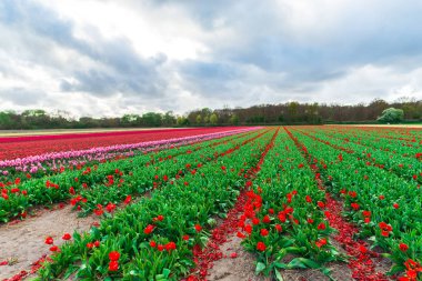 Güzel çiçek açan laleler alan
