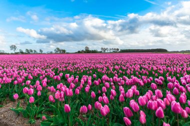 Güzel çiçek açan laleler alan