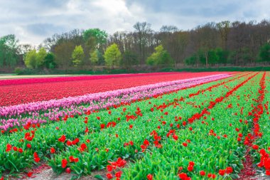 Güzel çiçek açan laleler alan