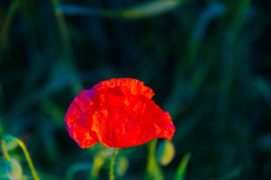 ön plan üzerinde haşhaş kırmızı çiçek 