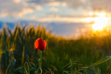 güneşli bir gün bahar peyzaj